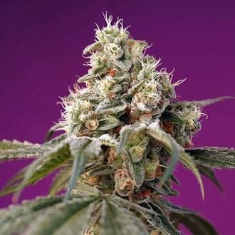 Bruce Banner Auto (Sweet Seeds)