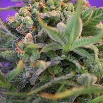 Sweet Cheese (Sweet Seeds)