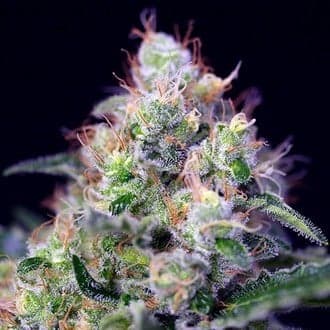 Cream Caramel (Sweet Seeds)