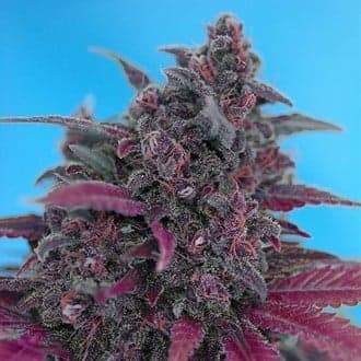 Dark Devil Auto (Sweet Seeds)