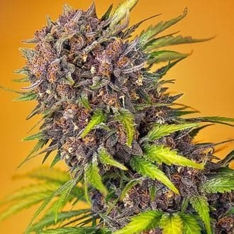 Diablo Rojo XL Auto (Sweet Seeds)