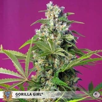 Gorilla Girl (Sweet Seeds)