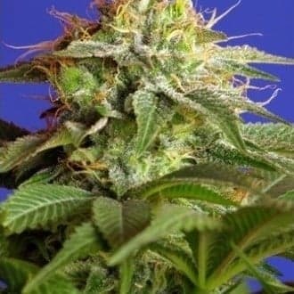 Green Poison (Sweet Seeds)