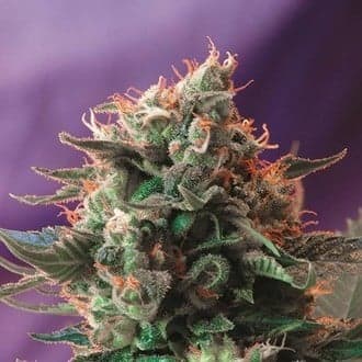 Jack 47 (Sweet Seeds)