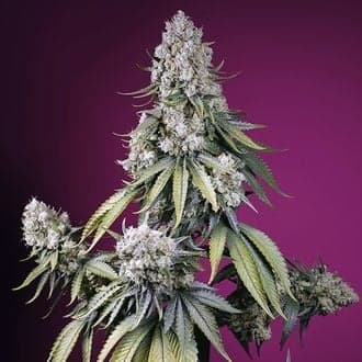 Jealousy Z XL Auto (Sweet Seeds)
