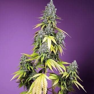 Jet Fuel Mandarine XL Auto (Sweet Seeds)