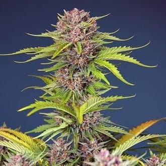 Mimosa Bruce Banner XL Auto (Sweet Seeds)