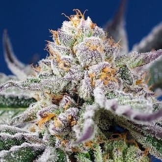Orange Apricot Glue XL Auto (Sweet Seeds)