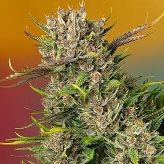 Papaya Zoap Auto (Sweet Seeds)