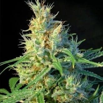 Psicodelicia (Sweet Seeds)