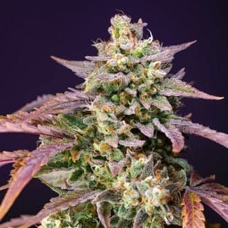 Purple Punch OG XL Auto (Sweet Seeds)