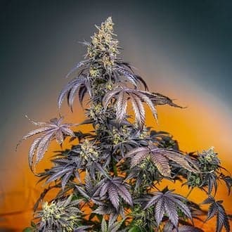 Red Gorilla Girl XL Auto (Sweet Seeds)