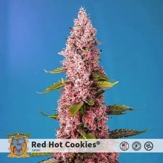 Red Hot Cookies (Sweet Seeds)