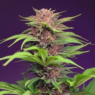 Red Mimosa XL Auto (Sweet Seeds)