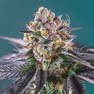 Red Strawberry Banana Auto (Sweet Seeds)