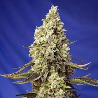 Runtz XL Auto (Sweet Seeds)
