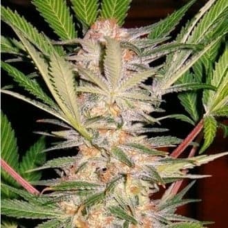 S.A.D. S1 (Sweet Seeds)