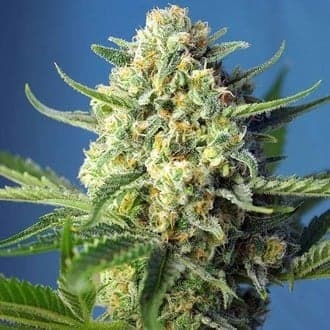 S.A.D. Auto (Sweet Seeds)