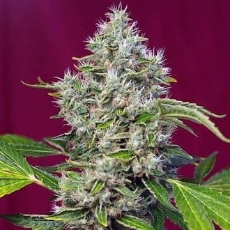 San Fernando Lemon Kush (Sweet Seeds)