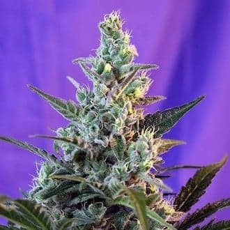Sweet Skunk Auto (Sweet Seeds)