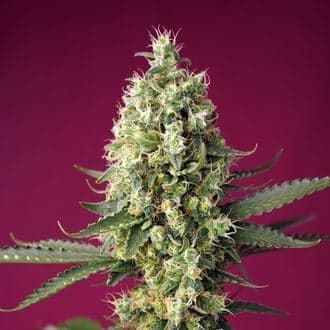 Skywalker OG Runtz XL Auto (Sweet Seeds)