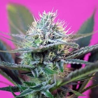 + Speed Auto (Sweet Seeds)