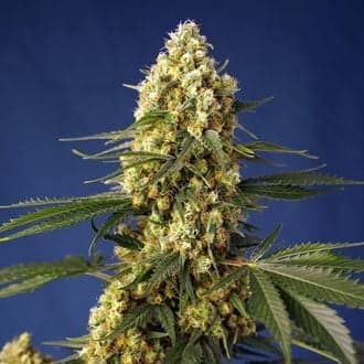 Strawberry Banana Gelato XL Auto (Sweet Seeds)