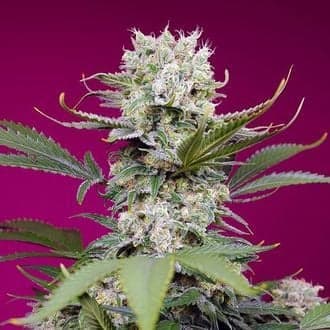 Sweet Mandarine Zkittlez XL Auto (Sweet Seeds)
