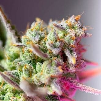 Sweet Mimosa XL Auto (Sweet Seeds)