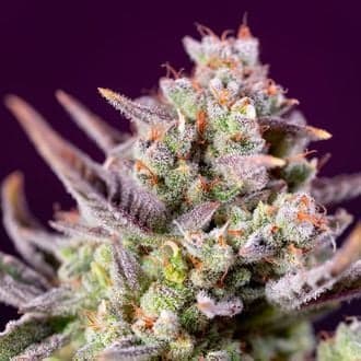 Sweet Zenzation XL Auto (Sweet Seeds)