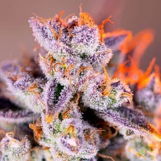 Tropicanna Poison XL Auto (Sweet Seeds)