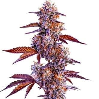 Trop Cherry (Blimburn Seeds)