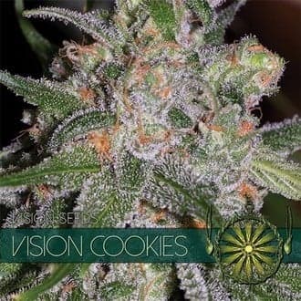 Vision Cookies (Vision Seeds)