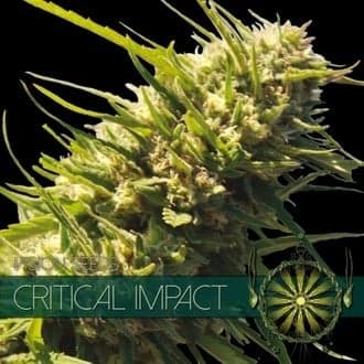 Critical Impact (Vision Seeds)