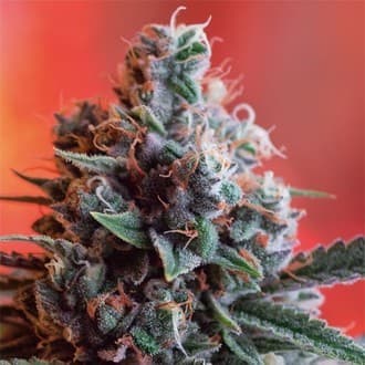 Dark Star x AK-49 (Vision Seeds)