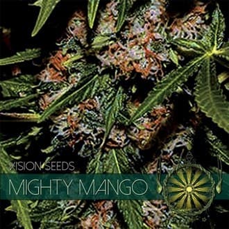 Mighty Mango Bud (Vision Seeds)