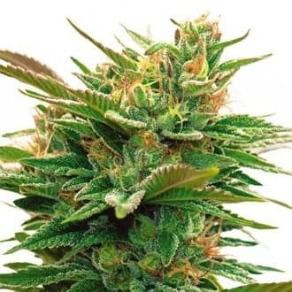 Nicole x OG (Vision Seeds)