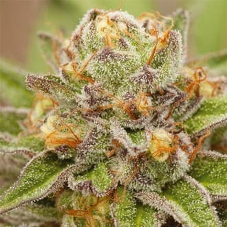 Pure Gelato (Vision Seeds)