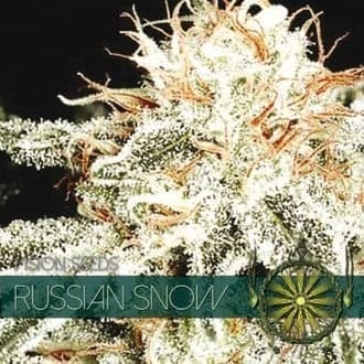 Russian Snow (Vision Seeds)