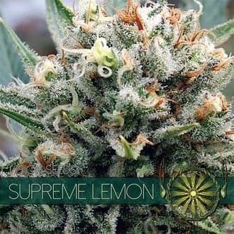 Supreme Lemon (Vision Seeds)