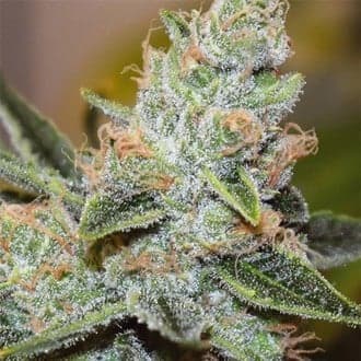Wedding Cake x Triple OG (Vision Seeds)