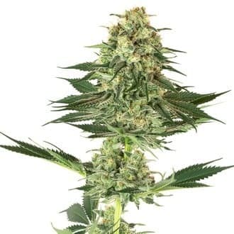 Banana Kush (White Label)