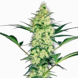 White Diesel (White Label)