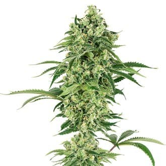 Double Banana Kush (White Label)