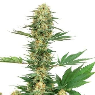 Gelato 420 (White Label)