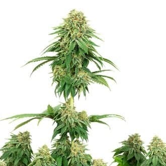 Girl Scout Cookies (White Label)