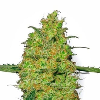 Master Kush (White Label)