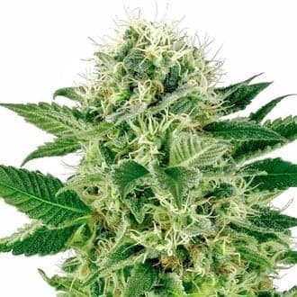 Northern Lights (White Label)
