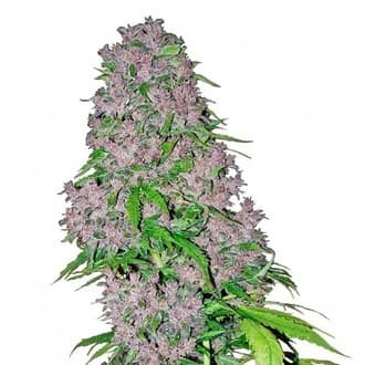 Purple Bud (White Label)