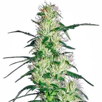 Purple Haze (White Label)